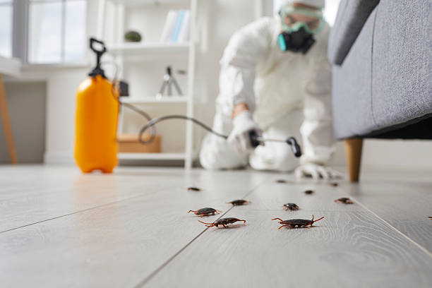 Affordable Termite Control solutions in Danbury, CT